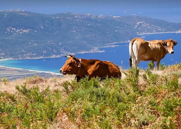 Piazzola * Petreto-Bicchisano