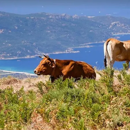 Piazzola * Petreto-Bicchisano